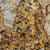 barbarella gold granite countertop