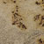 lapidus brown granite countertop